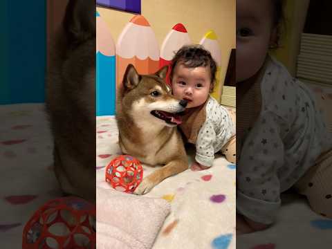 柴犬と7ヶ月赤ちゃんの仲良い女の子ふたり🦊👶 サムネイル