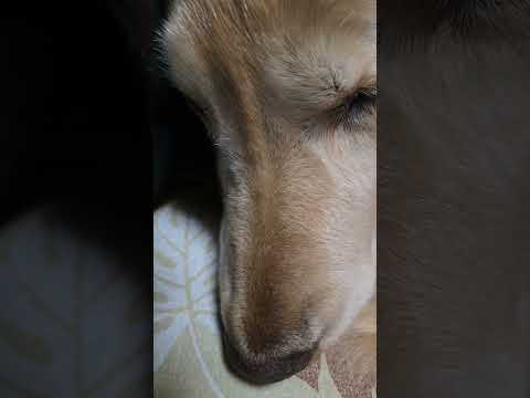 初夢見てるのかな？ゴールデンレトリバーの寝息？イビキ？ ゴールデンレトリバー goldenretriever ゴールデ… サムネイル