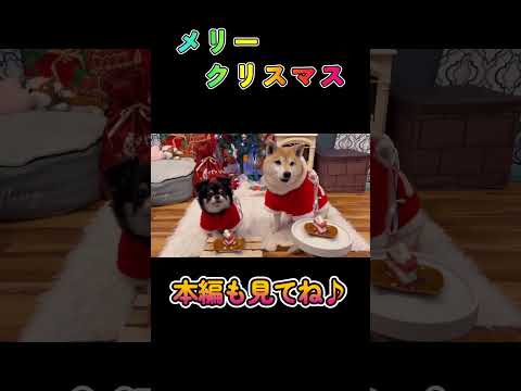 メリークリスマス2025❤柴犬 チワワ shorts サムネイル