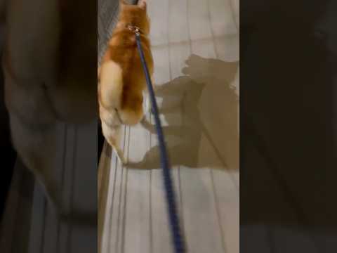 柴犬福 診察断固拒否していたが心を決めた偉い柴犬😂Shiba-Stop🤣姉と柴 shorts funny funnyd… サムネイル