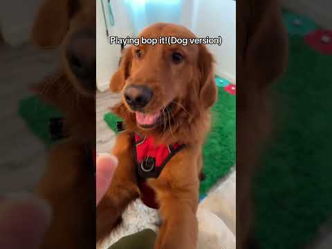 I don’t think he likes this game 😂 サムネイル