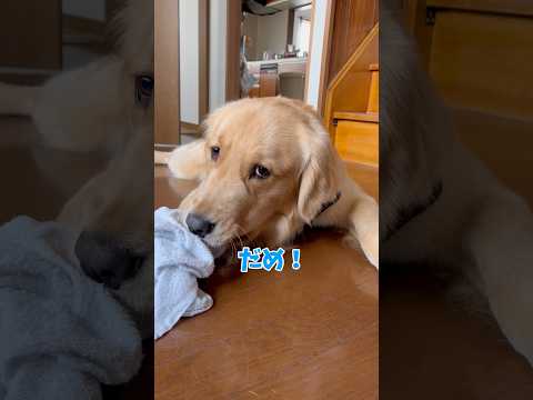 タオル齧りgoldenretriever ゴールデンレトリバー サムネイル
