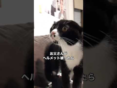 今までに見たことないお父さんの姿を見て最大警戒レベルの威嚇が出てしまったヌコ 保護猫 ハチワレ 野良猫 威嚇 サムネイル