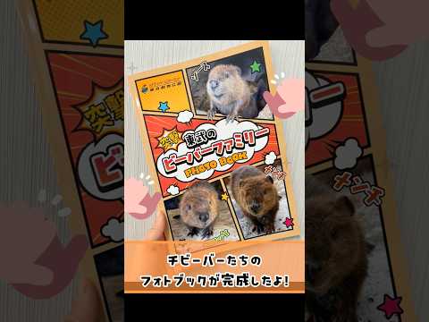 チビーバーフォトブック、販売中！ 東武動物公園 癒し 赤ちゃん かわいい animals 可愛い 動物園 ビーバー サムネイル