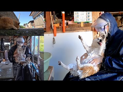 情報量が多い特殊なお風呂屋さん🐕️🚿 サムネイル