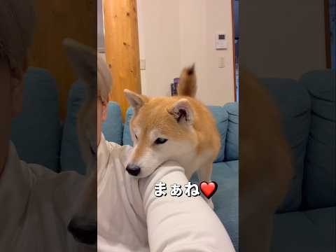 ツンデレ⁉️🐶柴犬 shibainu shorts サムネイル