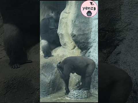 Gorilla Iriki洗頭滾草地好可愛 gorillatag taipeizoo 金剛猩猩 台北市立動物園 サムネイル