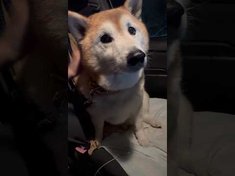 柴犬福 姉に褒められるボクプリチ一世🤣Sister and Shiba🤣姉と柴 shorts funny 柴犬 shi… サムネイル
