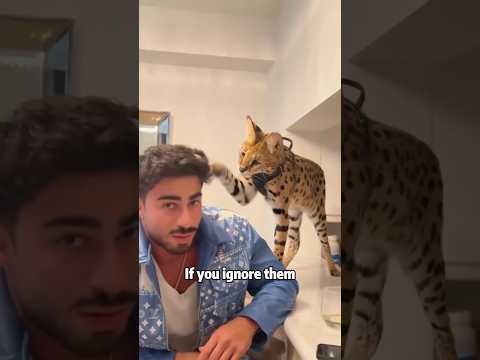 Serval: A fairy-like cute and gentle kitten 🐱✨animals pets… サムネイル