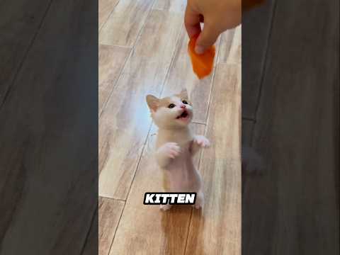 This kitten's munching sound are just too adorable ❤ サムネイル