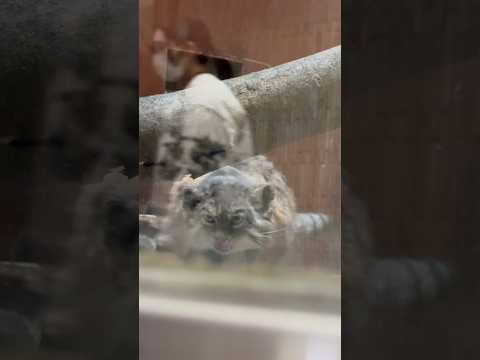 statue プリームラちゃんが 出て来てくれました😭！！　　マヌルネコ　上野動物園にて　2026年2月6日 サムネイル