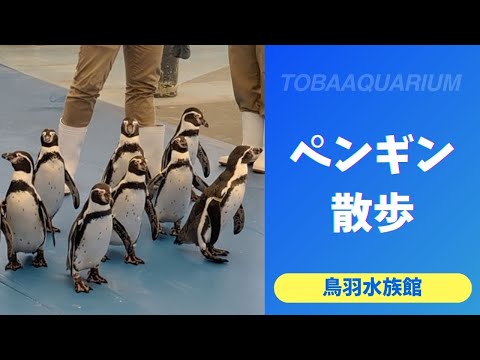 【鳥羽水族館】とっても可愛いペンギン達に会える！ペンギン散歩🐧🐧🐧 サムネイル