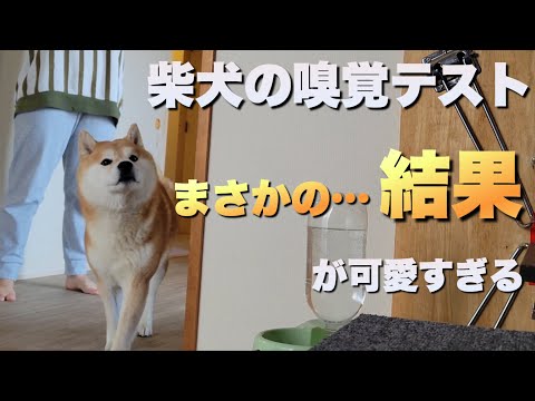 【柴犬嗅覚テスト】大切な家族のピンチも、可愛いも見逃さない見守りペットカメラFurboが凄い。 サムネイル