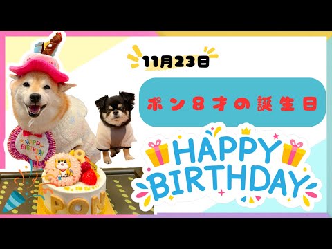 ポン8才の誕生日🎂 サムネイル