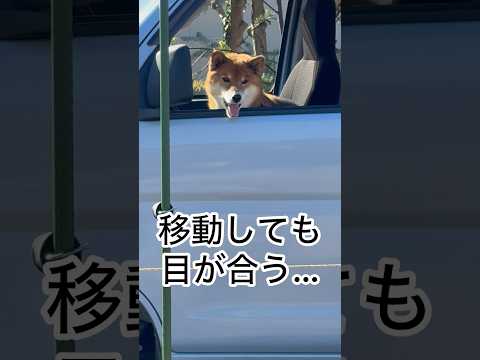 ’25.12.12 力丸のクリスマスシーズン再来… 柴犬 shibainu 柴犬のいる暮らし 柴犬の日常 カメラ目線… サムネイル