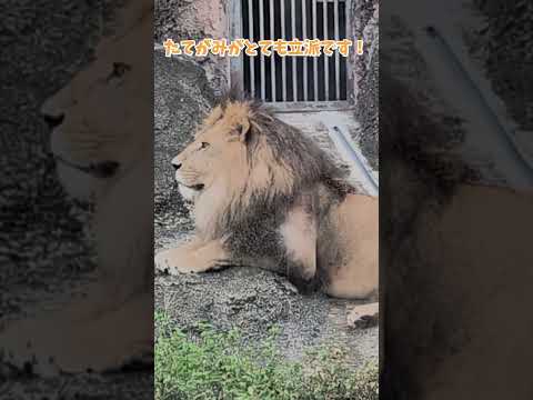 【東山動植物園】ライオンのレグルス🦁　shorts サムネイル