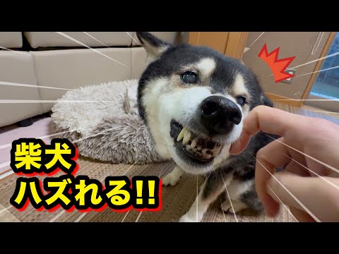 10ヶ月のエリカラ生活終了。柴犬、ついにハズれる！ サムネイル