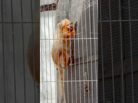 shorts エリオくん 毛色はだいぶ白くなりましたが良く動きます😊　ゴールデンライオンタマリン　小ザルたちにフルーツ… サムネイル