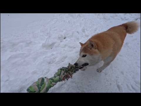 2026年2月18日(水) ロープ遊びを気に入り過ぎた柴犬 サムネイル