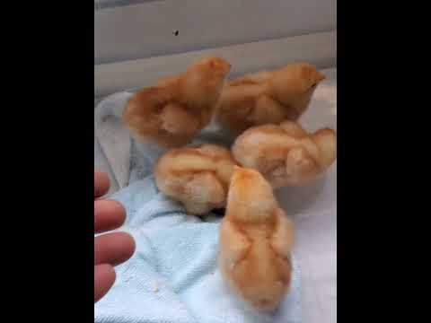 【2023年の思い出】ヒヨコに初めて会ったゴールデンレトリバーのアンジー ゴールデンレトリバー大型犬のいる生活ヒヨコ初… サムネイル