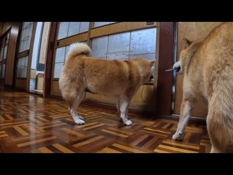 やー！と元気よく茶の間を飛び出したものの寒くて締め出されてしまうモモ家の皆さん サムネイル