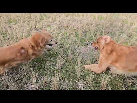 2025年最後のワンプロで弾けるゴールデンレトリバーの親子 サムネイル