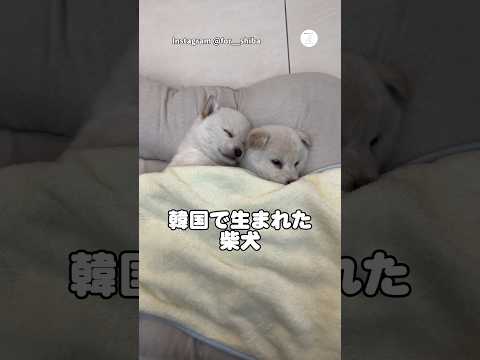 韓国生まれの赤ちゃん柴犬、その可愛さが反則級　　柴犬　犬　子犬　かわいい犬 かわいい サムネイル