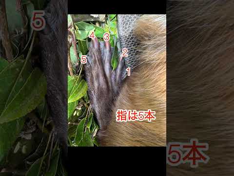 誰の後ろあしでしょうか？？ 東武動物公園 癒し 動物園 サムネイル