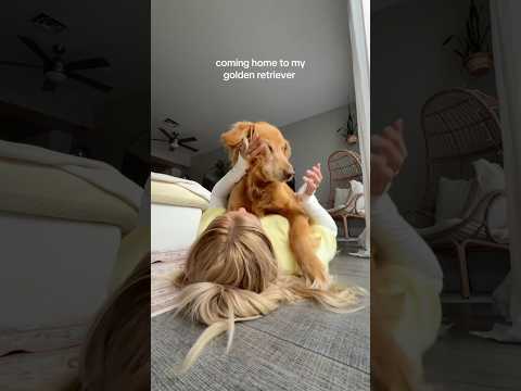 Come to my golden retriever 2026blonde goldenretreiver dogb… サムネイル