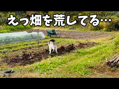 【ヤバい】畑を荒し芋泥棒をするハスキーを見つけました サムネイル