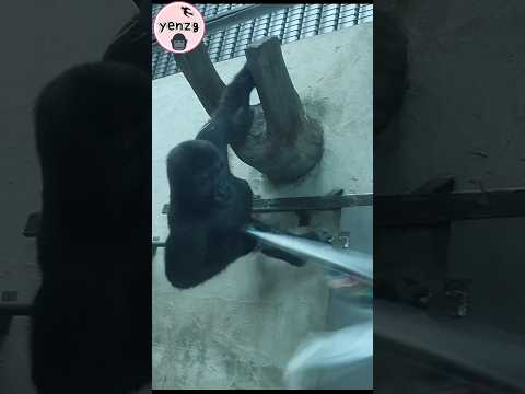 Gorilla Ringo,Jabali在室內搶布玩好嗨 gorillatag taipeizoo 金剛猩猩 台北市立… サムネイル