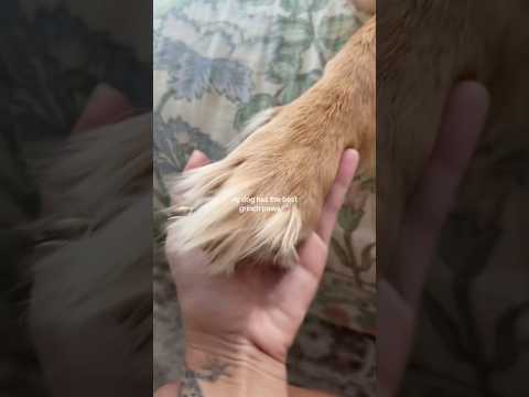 coming home to my golden retriever🥵goldenretreivers dog pup… サムネイル