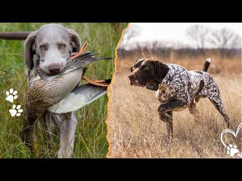 Top 4 Types of Hunting Dogs and Their Unique Skills サムネイル