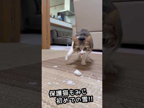 【保護猫もみじ】ニャンコ人生で初めての雪！柴犬とラブラドールも雪まみれ サムネイル
