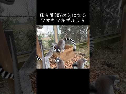 落ち葉BOXが気になるワオキツネザルたち #東武動物公園 #動物 #癒し #zoo #かわいい #動物園 #anima… サムネイル