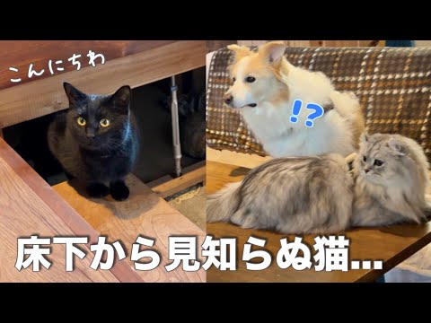 床下から見知らぬ猫が侵入!? 驚きすぎて高い所に避難する犬w【ボーダーコリー・ゴールデンレトリバー】 サムネイル