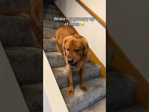 When you wake your dog up before noon 😂 サムネイル