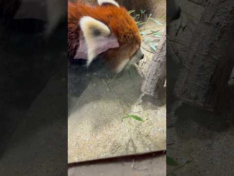 shorts モグモグ大福くん　レッサーパンダ　那須どうぶつ王国にて　2026年1月12日 サムネイル
