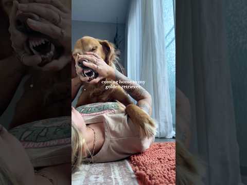 coming home to my golden retriever🥵goldenretreivers dog pup… サムネイル
