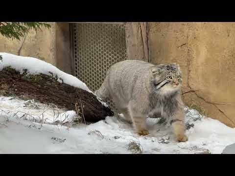 やっぱりバックヤードが気になるナゴムくん　マヌルネコ　那須どうぶつ王国にて　2026年1月9日 サムネイル