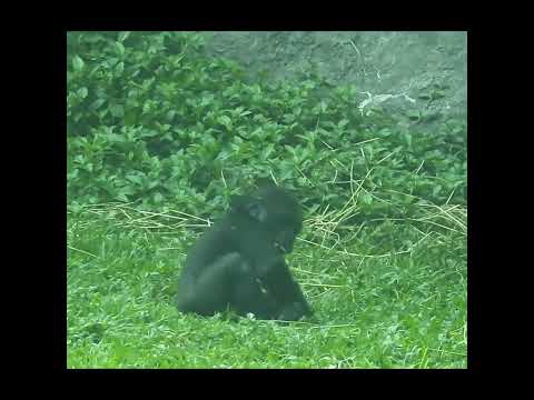 forward roll. little gorilla Jabali 1y6m old shorts. J前滾翻 サムネイル