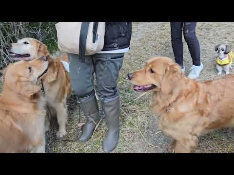 寒波が来る前にゴールデンレトリバーの親子親戚でかやねずみの巣を捜索　2026年1月10日 サムネイル