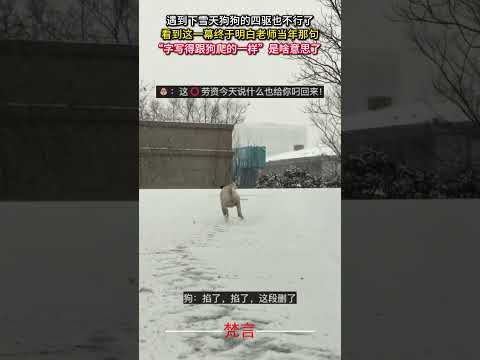 遇到下雪天狗狗的四驅也不行了 狗狗 狗 可愛 有趣 搞笑 dog funny laugh cute shorts サムネイル
