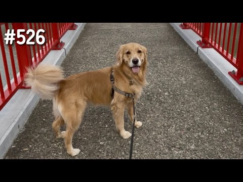 初めて行く公園【ゴールデンレトリバー】 サムネイル
