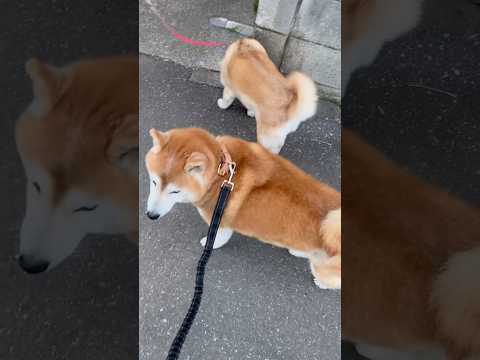 柴犬福 柴友と散歩中の柴犬🥰Shiba-Friend🤩shorts funny 柴犬 shibainu funnydo… サムネイル