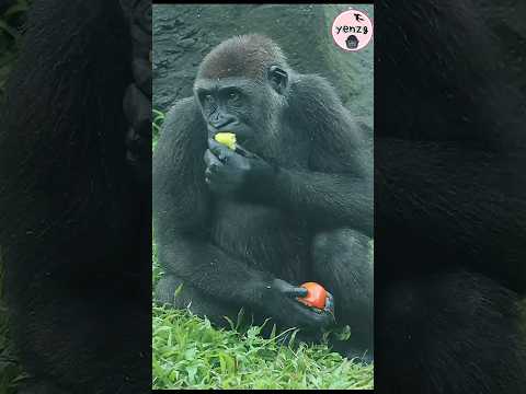 gorilla Jabali好忙哦,拿了好多蔬果😋 gorillatag taipeizoo 金剛猩猩 台北市立動物園 サムネイル