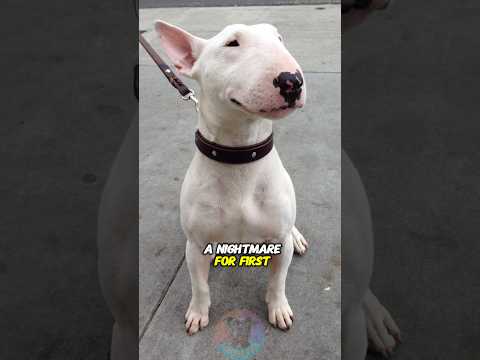 Why Bull Terriers Are a Nightmare for First-Time Owners pup… サムネイル