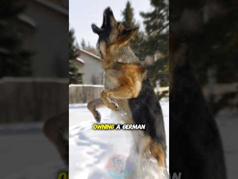 What Owning a German Shepherd Says About You shorts dog pet… サムネイル