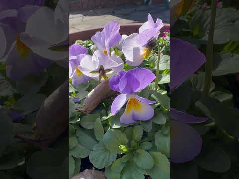 shorts パンジーが綺麗でした〜　王子動物園　2025年12月27日 サムネイル