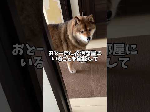 柴犬が人前で水を飲まない理由… サムネイル